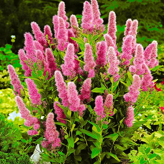 https://g-ua.org/sazhency/uploads/attachments/2023/07/04/1688496690_spireja-spiraea-billardii.jpg