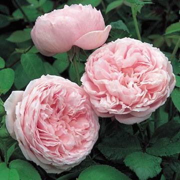https://g-ua.org/sazhency/uploads/attachments/2023/07/07/1688753458_rosa_5.jpg
