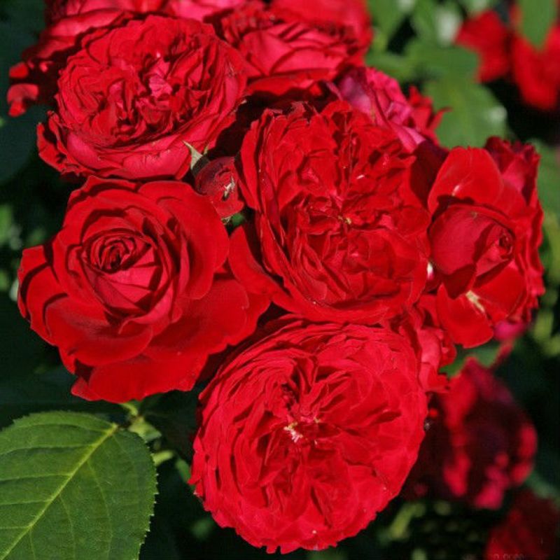 https://g-ua.org/sazhency/uploads/attachments/2023/07/07/1688755221_Roza-Rotkappchen.jpg