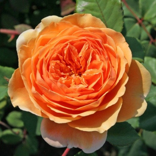 https://g-ua.org/sazhency/uploads/attachments/2023/07/07/1688755374_roza_angliyskaya_pet_ostin-13654098949498.jpg
