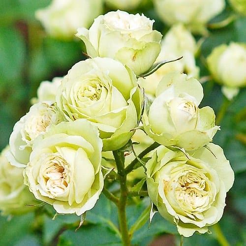 https://g-ua.org/sazhency/uploads/attachments/2023/07/07/1688755541_troyanda-lovely-green.jpg