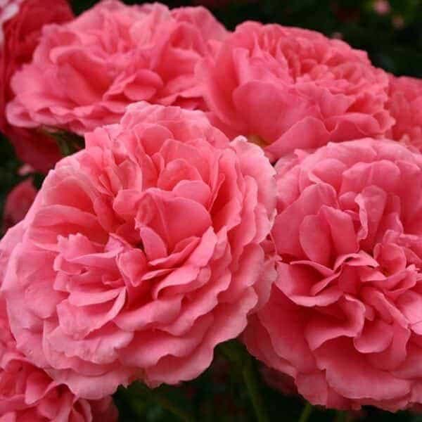 https://g-ua.org/sazhency/uploads/attachments/2023/07/07/1688756885_rosarium-utersen-600x600.jpg