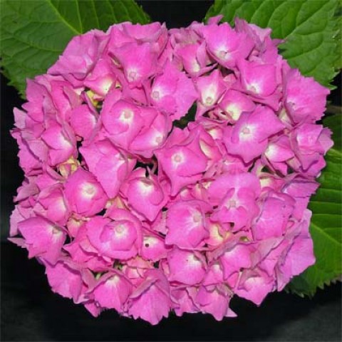 https://g-ua.org/sazhency/uploads/attachments/2023/07/16/1689522377_hydrangea-europa-1.jpg