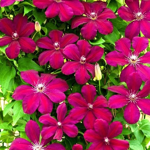 https://g-ua.org/sazhency/uploads/attachments/2023/07/17/1689618165_clematis-rouge-cardinal-9cm-p3820-30151_image.jpg