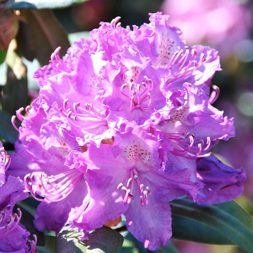 https://g-ua.org/sazhency/uploads/attachments/2023/07/17/1689620598_rhododendron-alfred.jpg