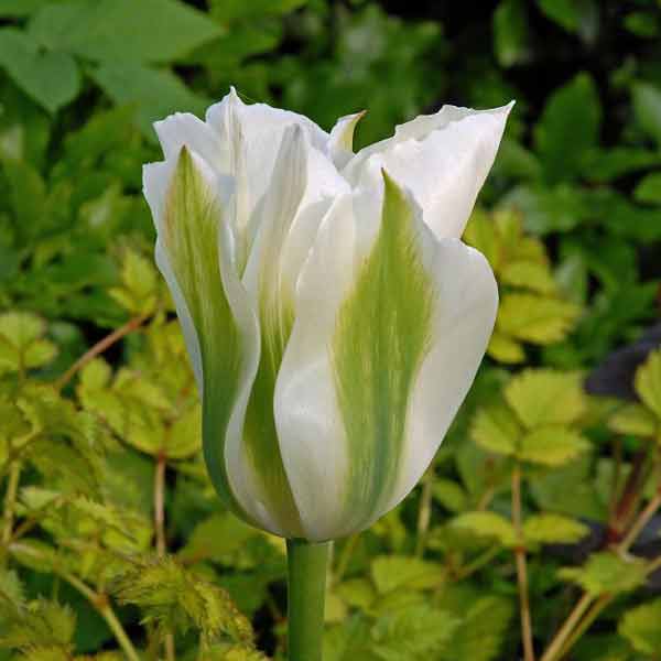 https://g-ua.org/sazhency/uploads/attachments/2023/07/18/1689627674_lukovitsy-tyulpan-viridiflora-spring-green.jpg