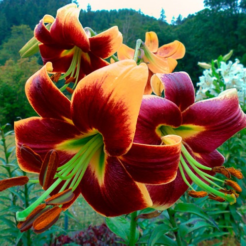 https://g-ua.org/sazhency/uploads/attachments/2023/07/18/1689630880_liliya_s_gigantskim_tsvetkom_red_morning_12_14-78271846349040.jpg