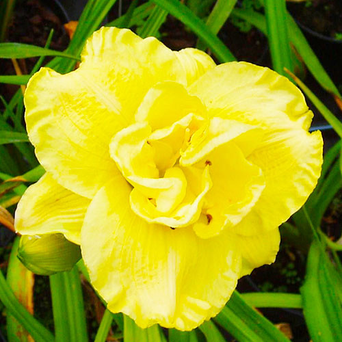 https://g-ua.org/sazhency/uploads/attachments/2023/07/18/1689688161_hemerocallis_yellow_submarine.jpg