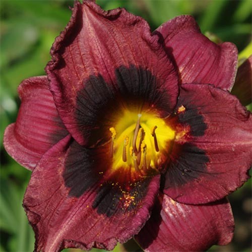 https://g-ua.org/sazhency/uploads/attachments/2023/07/18/1689688197_hemerocallis_whoopy-2.jpg