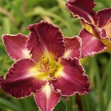 https://g-ua.org/sazhency/uploads/attachments/2023/07/18/1689688334_hemerocallis-david-kirchhof_1.jpg