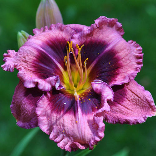 https://g-ua.org/sazhency/uploads/attachments/2023/07/18/1689688534_hemerocallis-macbeth.jpg