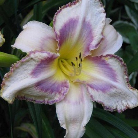 https://g-ua.org/sazhency/uploads/attachments/2023/07/18/1689688732_hemerocallis-destined-to-see.jpg