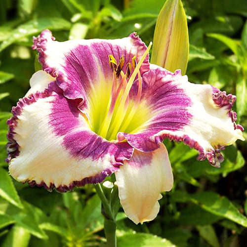 https://g-ua.org/sazhency/uploads/attachments/2023/07/18/1689688805_tov-hemerocallis-blueberry-cream.jpg