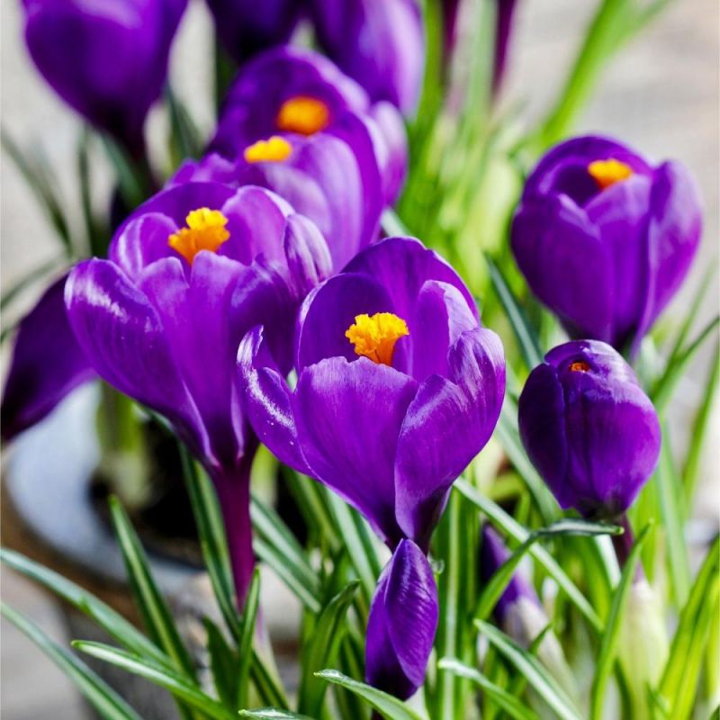 https://g-ua.org/sazhency/uploads/attachments/2023/07/18/1689689046_crocus-flower-record-8-9-2-auto_width_1000.jpg