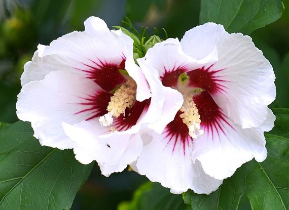 https://g-ua.org/sazhency/uploads/attachments/2023/08/06/1691313752_hibiscus-syriacus-white_3.jpeg