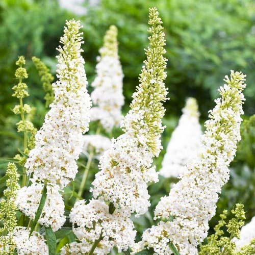 https://g-ua.org/sazhency/uploads/attachments/2023/09/14/1694712103_buddleja-white-profusion_2.jpeg