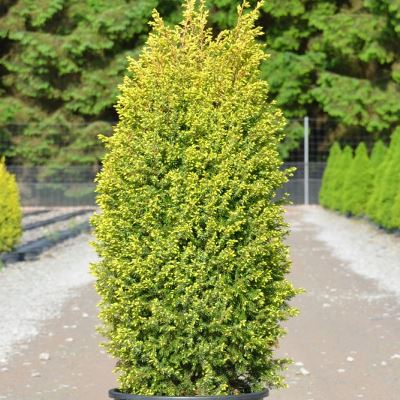 https://g-ua.org/sazhency/uploads/attachments/2024/05/21/1716312641_mozhzhevelnik-obyknovennyj-gold-kon-juniperus-communis-gold-cone.jpg