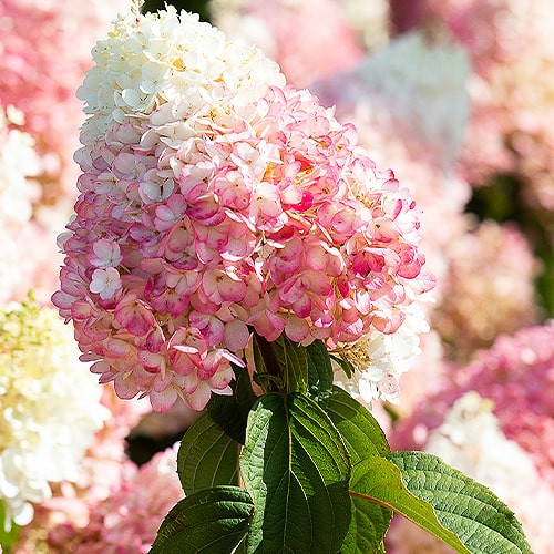 https://g-ua.org/sazhency/uploads/attachments/2024/08/18/1724013515_hydrangea-hortensia-strawberry-blossom-3-min.jpg