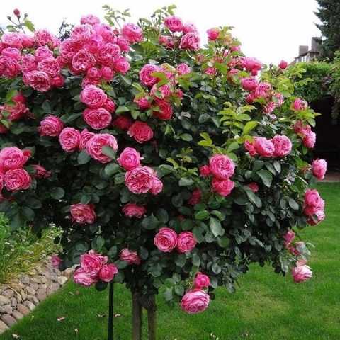 https://g-ua.org/sazhency/uploads/attachments/2024/09/15/1726396734_troianda-shtamb-leonardo-da-vynchy-leonardo-da-vinci-23037922737735.jpg