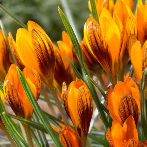 https://g-ua.org/sazhency/uploads/attachments/2025/07/02/1751471612_orangemonarch41-500x500.jpg