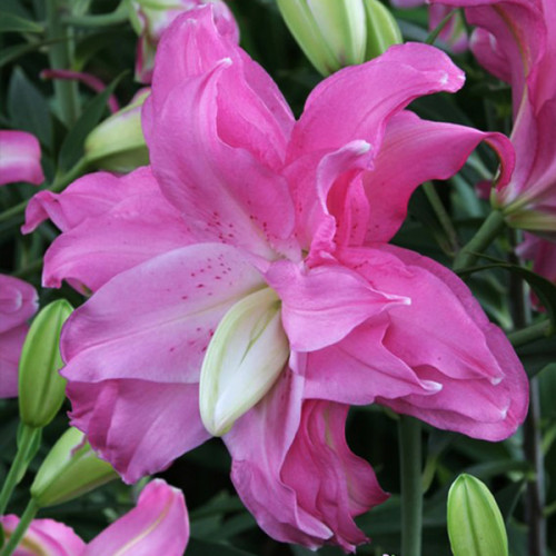 https://g-ua.org/sazhency/uploads/attachments/2025/07/02/1751473006_lotus_joy-500x500.jpg