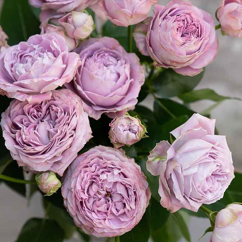 https://g-ua.org/sazhency/uploads/attachments/2025/07/05/1751723865_troyanda-blossom-babls-800x800.jpg
