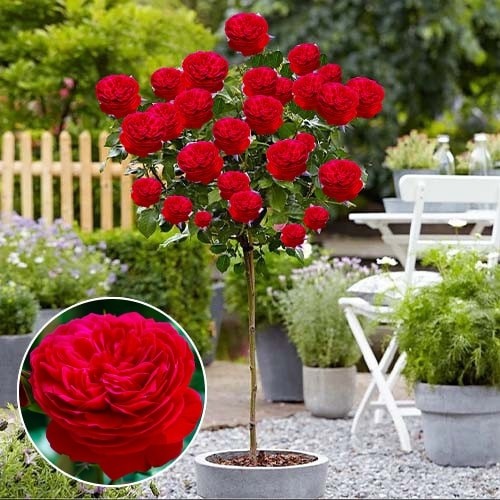 https://g-ua.org/sazhency/uploads/attachments/2025/07/05/1751726359_rosa-shtambova-red-leonardo-da-vinci-min.jpg