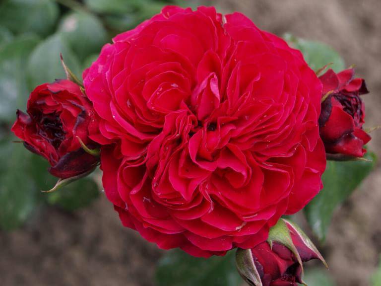 https://g-ua.org/sazhency/uploads/attachments/2025/07/05/1751726366_roza-red-leonardo-da-vinchi.jpg