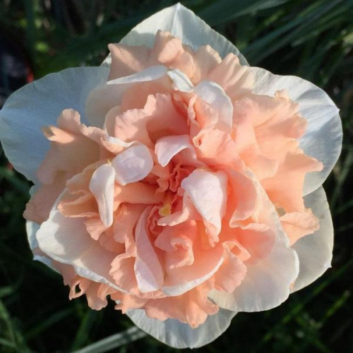 https://g-ua.org/sazhency/uploads/attachments/2025/07/05/1751733201_flowersuprise12-500x500-2.jpg