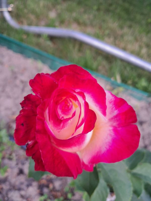 https://g-ua.org/sazhency/uploads/attachments/2025/08/11/1754925465_photo_8_2025-08-11_18-16-29.jpg