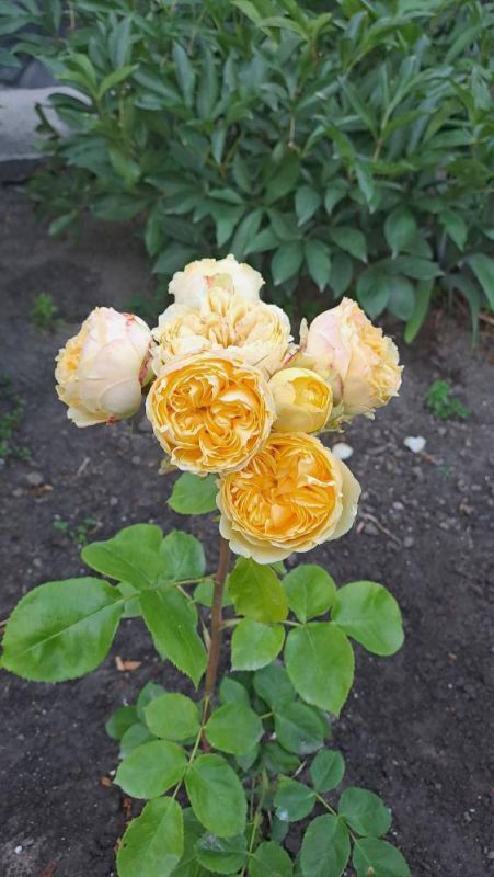 https://g-ua.org/sazhency/uploads/attachments/2025/08/11/1754926058_photo_2025-06-30_10-38-27.jpg