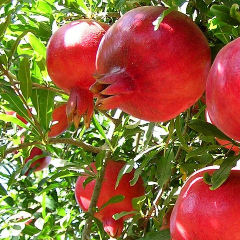 https://g-ua.org/sazhency/uploads/attachments/2025/08/17/1755458599_sadzhantsi-hranatu-ak-dona.jpg