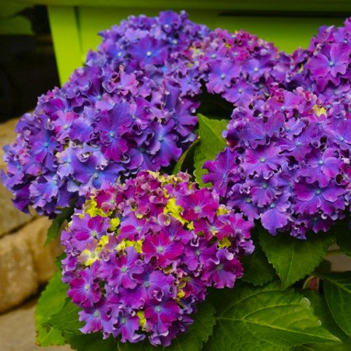 https://g-ua.org/sazhency/uploads/attachments/2025/09/09/1757450096_curly-sparkle-blue-purple-01-500x500.jpg