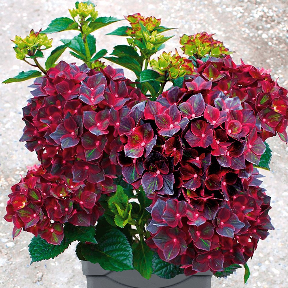 https://g-ua.org/sazhency/uploads/attachments/2025/09/09/1757451422_Hortensie_Black-Knight.png
