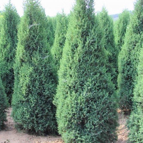 https://g-ua.org/sazhency/uploads/attachments/2025/09/13/1757781989_Juniperus_chinensis_Stricta_3-500x500-product_popup.jpg