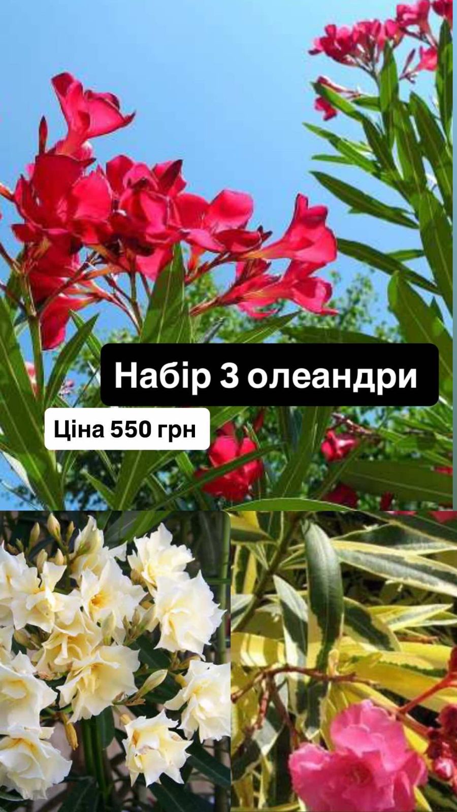 https://g-ua.org/sazhency/uploads/attachments/2025/09/23/1758657460_зображення_viber_2025-09-23_22-56-38-046.jpg