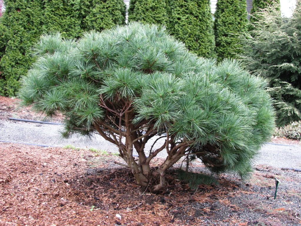 https://g-ua.org/sazhency/uploads/attachments/2026/05/01/1777619691_pinus_strobus_3.jpg