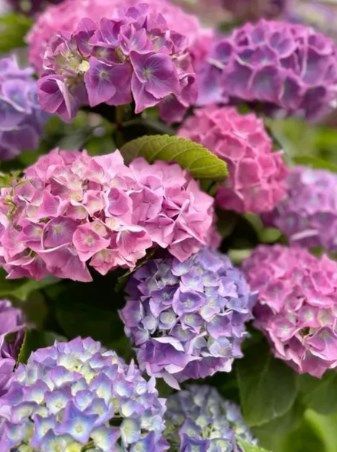 https://g-ua.org/sazhency/uploads/attachments/2026/05/19/1779171272_hortenziia-shyrokolysta-endless-summer-endles-sammer-konteiner-2-l-91193028290981.jpeg